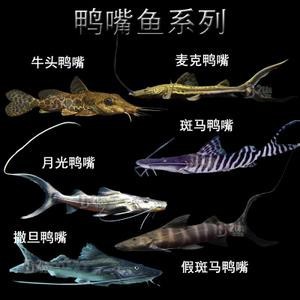 斑馬鴨嘴和龍魚混養好嗎圖片欣賞