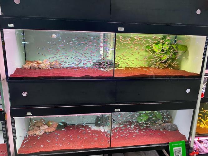斑馬鴨嘴和龍魚混養好嗎圖片欣賞