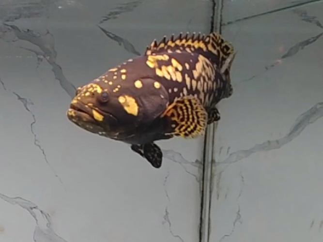 斑馬鴨嘴和龍魚混養好嗎圖片欣賞