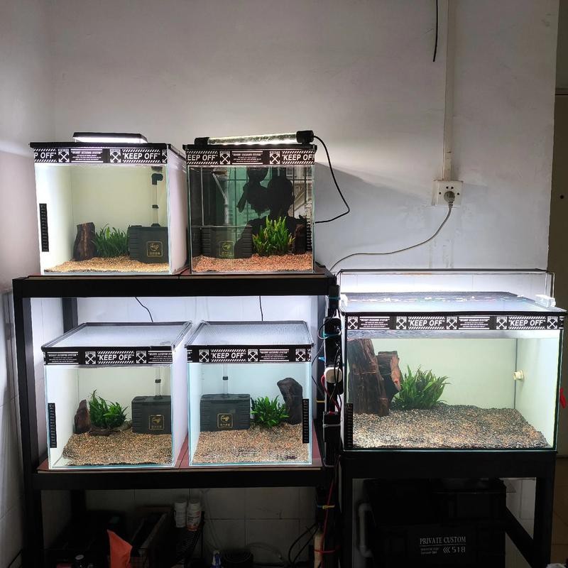 斑馬鴨嘴和龍魚混養好嗎圖片欣賞