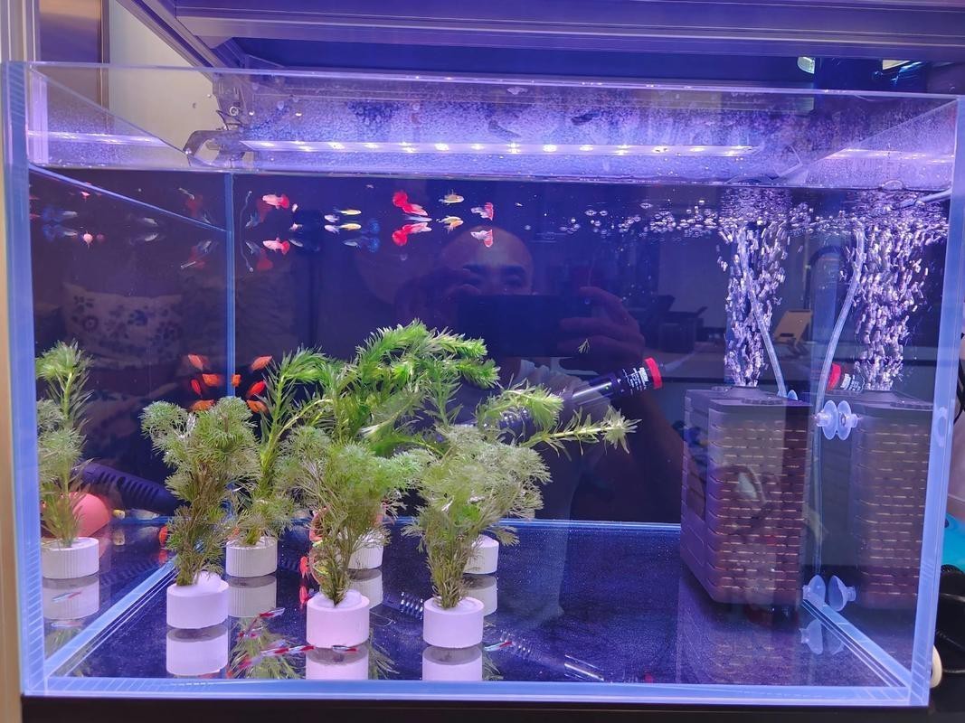 斑馬鴨嘴和龍魚混養好嗎圖片欣賞