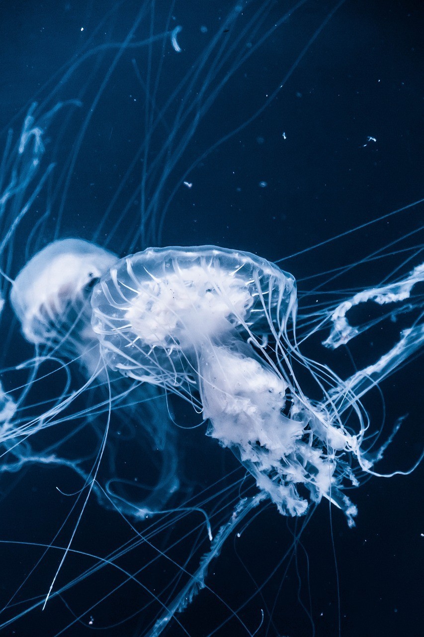 撫順市新撫影龍水族館 （撫順市新撫影龍水族館電話）