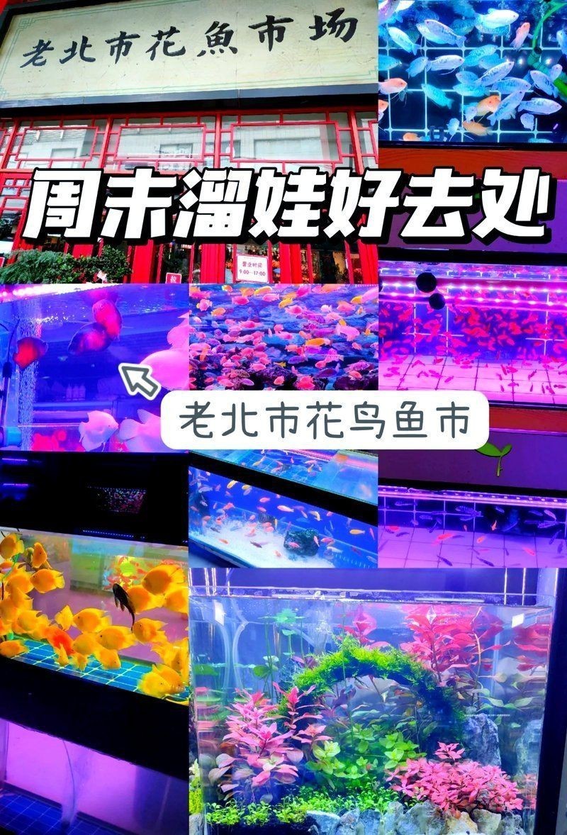 觀賞魚漁場