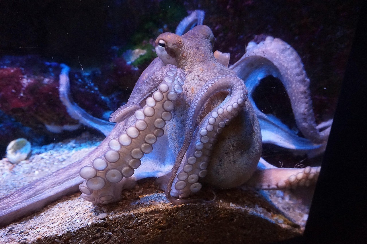 女王大帆吃飽了會吸魚嗎
