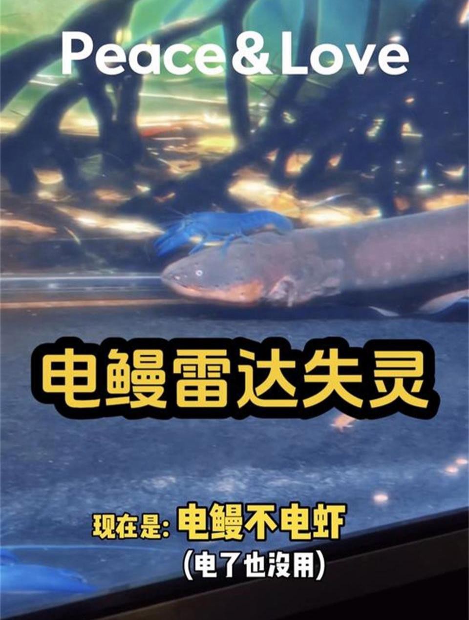 龍魚和電鰻混養(yǎng)會怎樣？