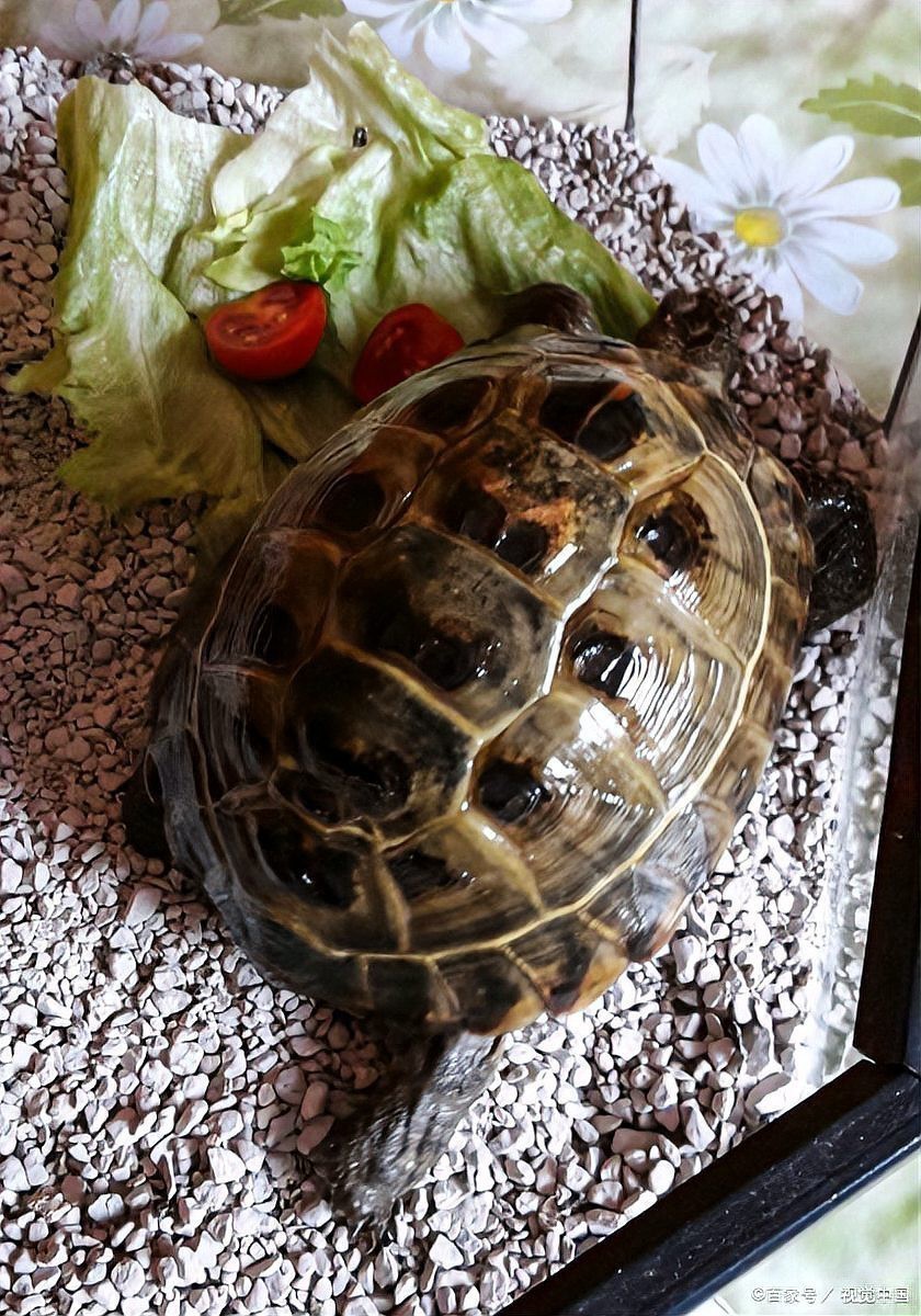 龍魚和烏龜混養多久會適應？