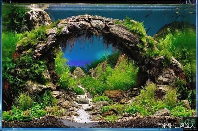 如何預防龍魚內寄感染，如何防止龍魚內寄感染