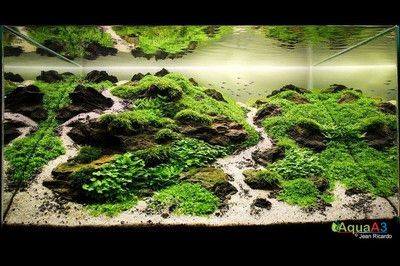 魚缸造景作品（創(chuàng)意魚缸造景作品）