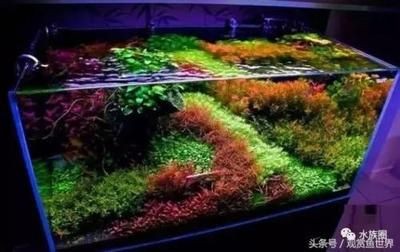 觀賞魚缸水草種類及其特點及其特點及其特點及其特點：常見的觀賞魚缸水草種類及其特點及其特點及其特點