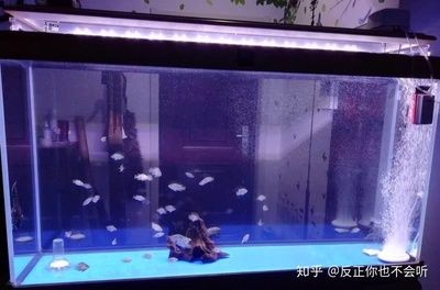 加熱棒、魚缸和底濾的區別：加熱棒、魚缸和底濾的關系