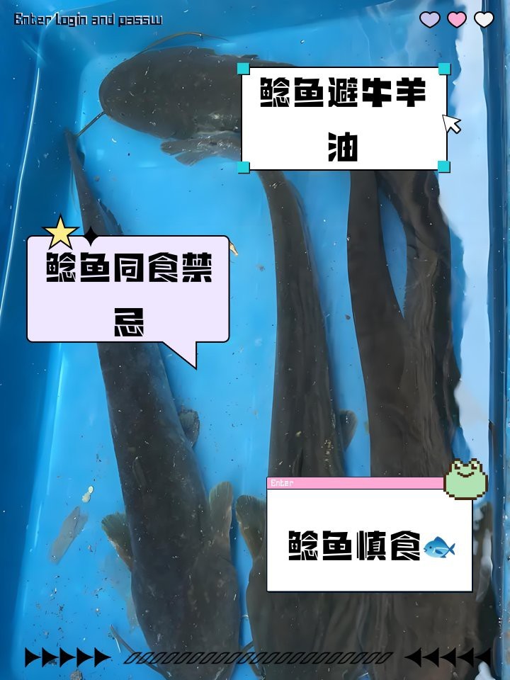 鯰魚(yú)相克食物一覽表