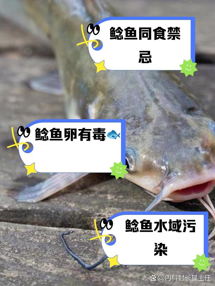 鯰魚(yú)相克食物一覽表