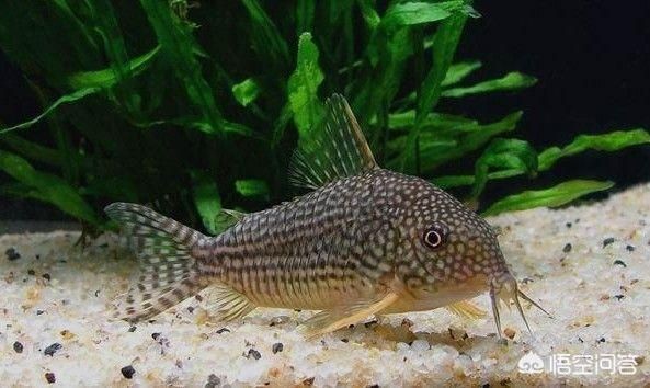 鳳尾魚和什么魚一起養：鳳尾魚可以和什么魚一起養
