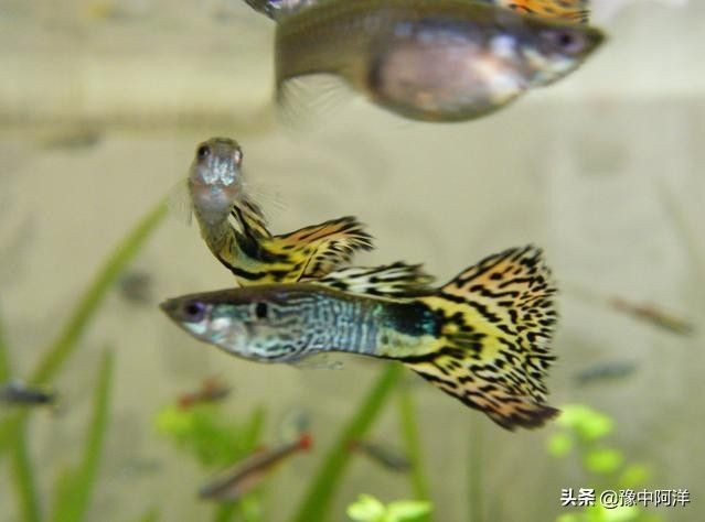 鳳尾魚和什么魚一起養：鳳尾魚可以和什么魚一起養