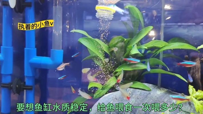 天津市寧河區紅珊瑚水族館（天津市寧河區紅珊瑚水族館地址）