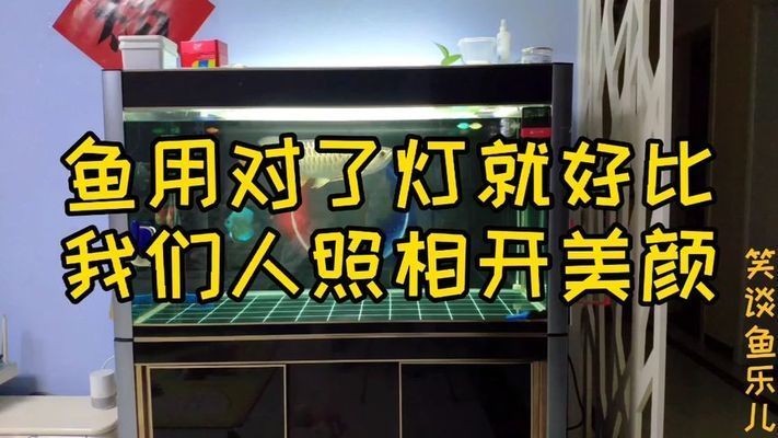 龍魚發(fā)色用什么燈好看一點呢：龍魚發(fā)色的最佳燈光選擇和使用建議