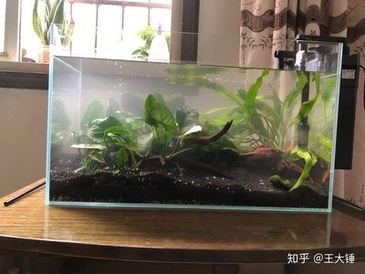龍魚魚缸寬度多少（龍魚魚缸寬度通常取決于您希望容納的龍魚數量和魚缸的大小）