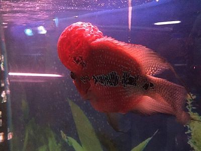 紅龍魚咬財神魚怎么辦：紅龍魚咬財神魚可能有以下幾種原因防止紅龍魚咬財神魚