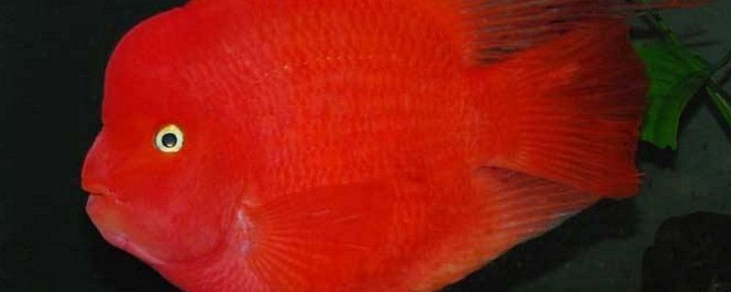 紅龍魚咬財神魚怎么辦：紅龍魚咬財神魚可能有以下幾種原因防止紅龍魚咬財神魚