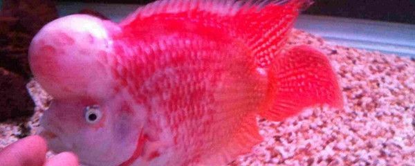紅龍魚咬財神魚怎么辦：紅龍魚咬財神魚可能有以下幾種原因防止紅龍魚咬財神魚