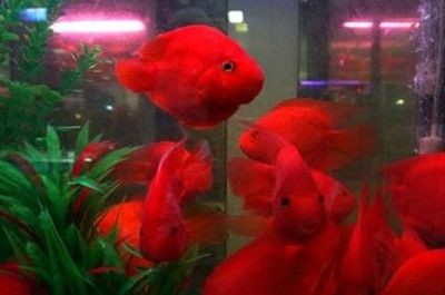 紅龍魚咬財神魚怎么辦：紅龍魚咬財神魚可能有以下幾種原因防止紅龍魚咬財神魚