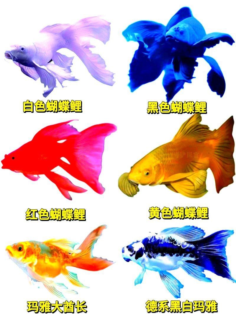 蝴蝶鯉哪個(gè)體型最飄逸 龍魚論壇 第1張 蝴蝶鯉哪個(gè)體型最飄逸 蝴蝶鯉哪個(gè)體型最飄逸 龍魚論壇 第1張