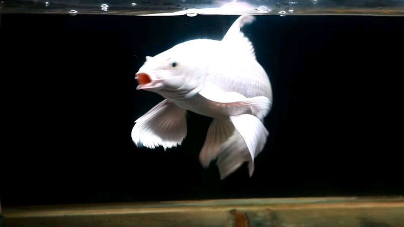 蝴蝶鯉哪個(gè)體型最飄逸 龍魚論壇 第11張 蝴蝶鯉哪個(gè)體型最飄逸 蝴蝶鯉哪個(gè)體型最飄逸 龍魚論壇 第11張