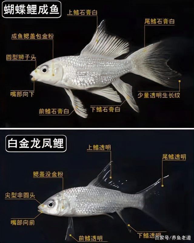 蝴蝶鯉哪個(gè)體型最飄逸 龍魚論壇 第5張 蝴蝶鯉哪個(gè)體型最飄逸 蝴蝶鯉哪個(gè)體型最飄逸 龍魚論壇 第5張