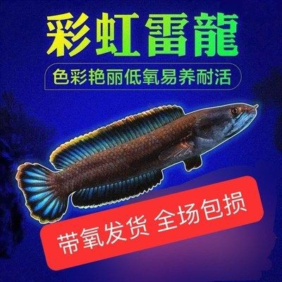 雷龍魚疾病預防指南，水質的好壞直接影響雷龍魚的健康，為了預防疾病的健康