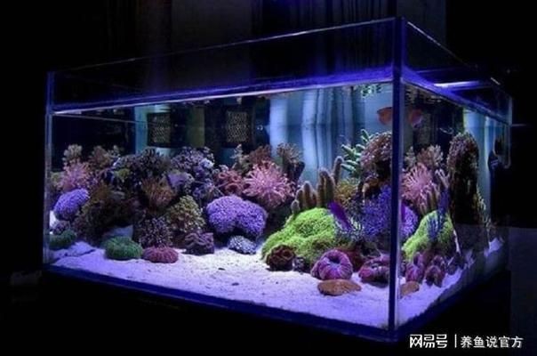 魚缸有不用換水的嗎圖片欣賞，生態魚缸內部結構圖解