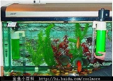 魚缸有不用換水的嗎圖片欣賞，生態魚缸內部結構圖解