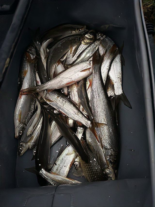 紅梢子是什么魚