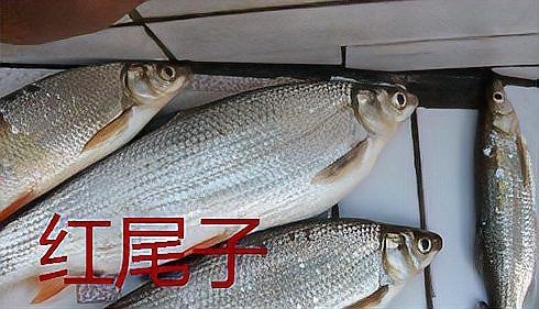 紅梢子是什么魚