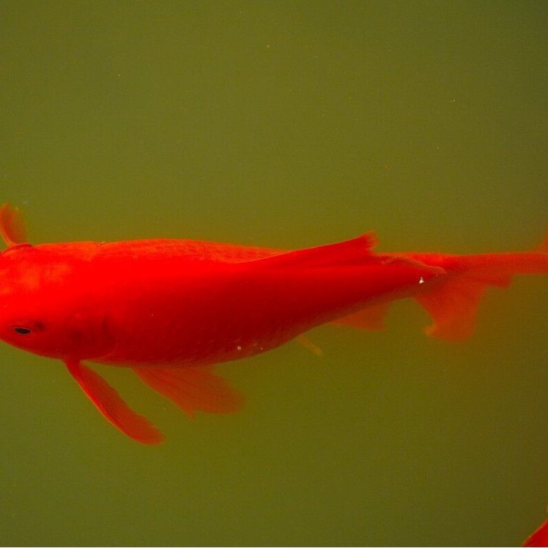 紅梢子是什么魚