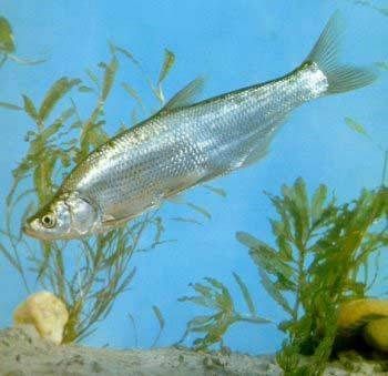 紅梢子是什么魚