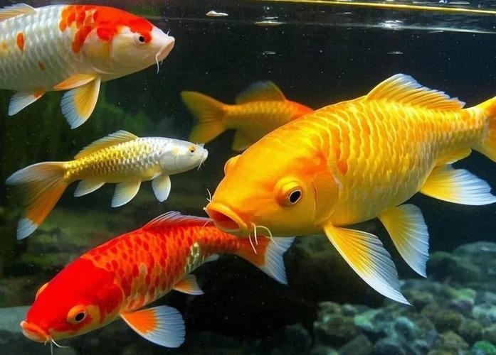 龍魚可以跟錦鯉魚混養嗎圖片