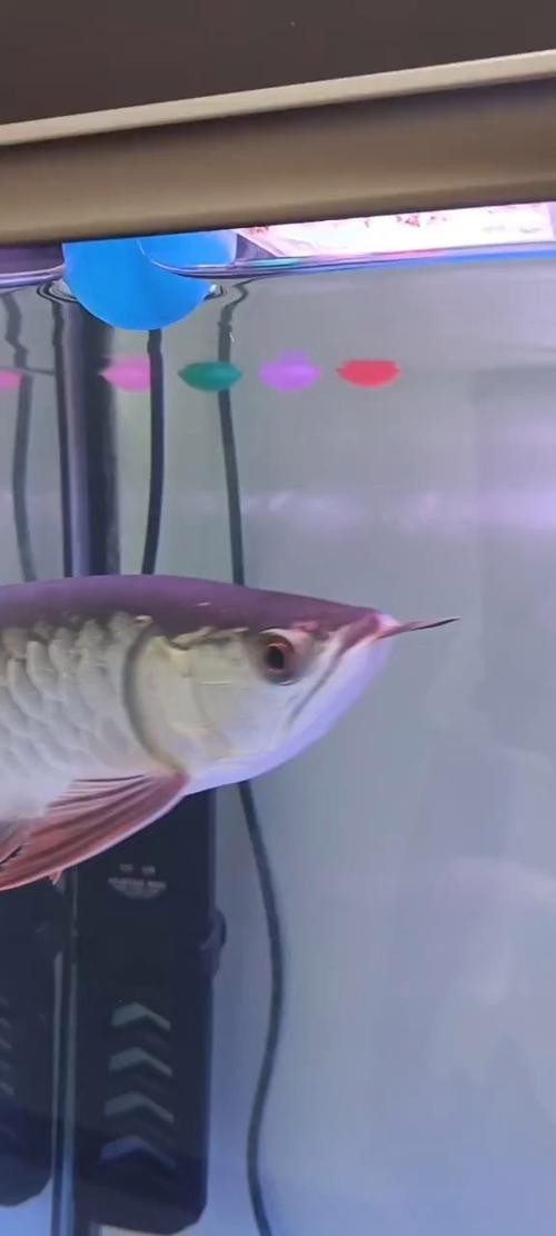 龍魚可以跟錦鯉魚混養嗎圖片
