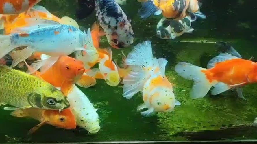 龍魚可以跟錦鯉魚混養嗎圖片