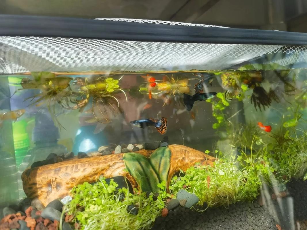 龍魚可以跟錦鯉魚混養嗎圖片