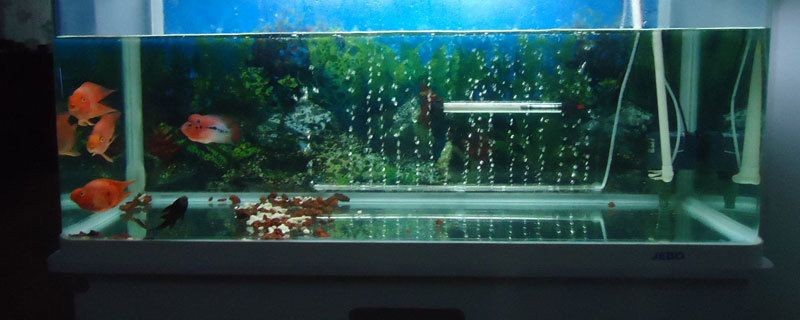 六角恐龍魚缸布景圖片：六角恐龍魚缸布景圖片的具體內容