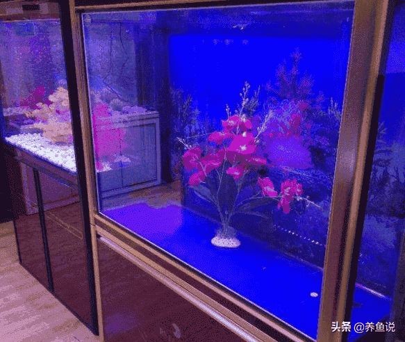 高溫暴曬和紫外線消毒的區(qū)別：觀賞魚缸消毒誤區(qū)解析魚缸消毒誤區(qū)解析魚缸消毒對比