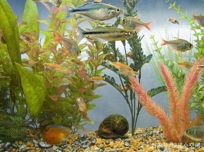 高溫暴曬和紫外線消毒的區(qū)別：觀賞魚缸消毒誤區(qū)解析魚缸消毒誤區(qū)解析魚缸消毒對比