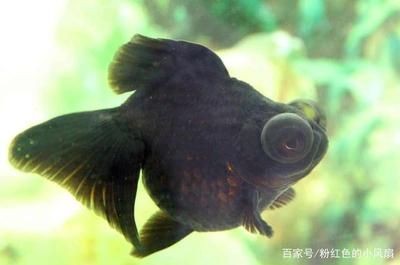 金龍魚60厘米需要多少年壽命：金龍魚的壽命有多長