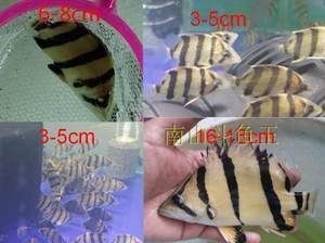 印尼紅龍魚在印尼是不是很便宜（印尼紅龍魚價格在印尼并不是普遍便宜，根據(jù)搜索結果）