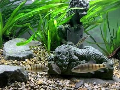 茶寵可以放在魚(yú)缸里嗎為什么：茶寵可以放在魚(yú)缸里嗎