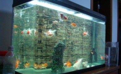 海沙魚缸適合養大部分淡水魚嗎：如何選擇適合初學者的淡水魚
