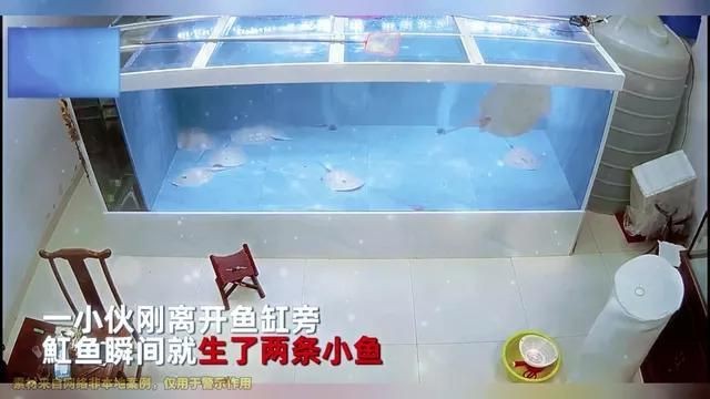 魟魚怎么繁殖視頻