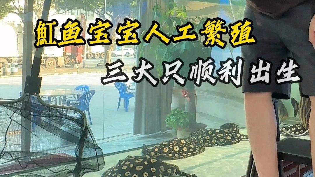 魟魚怎么繁殖視頻