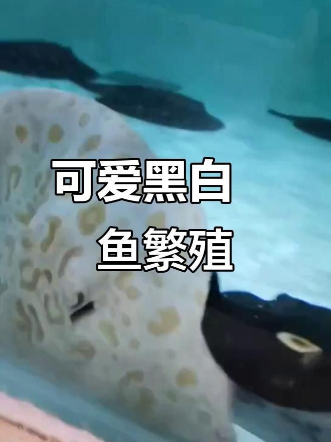 魟魚怎么繁殖視頻
