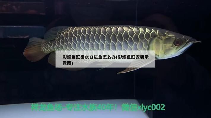 海霸魚缸下過濾分解圖視頻：海霸魚缸下過濾分解圖視頻詳情
